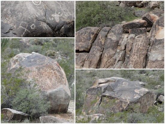  Petroglyphs White Tank Mountains Arizona