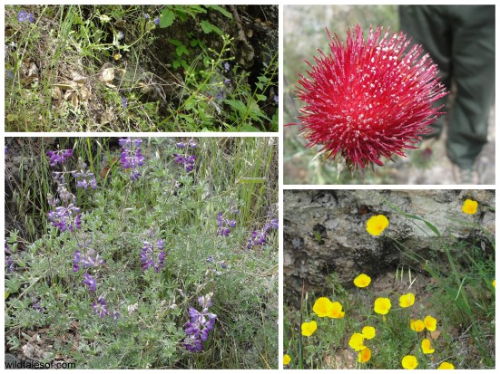 Wildflowers in Pinnacles National Park: WildTalesof.com