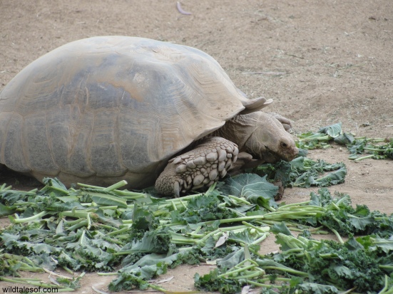 Tortoise Wildlife Zoo and Aquarium: WildTalesof.com
