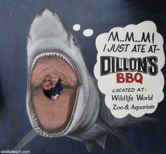 Dillons: Wildlife World Zoo and Aquarium-WildTalesof.com
