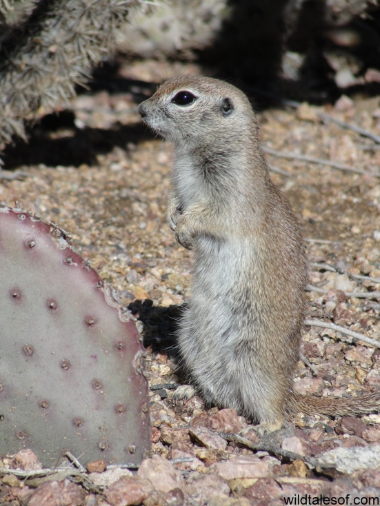 Ground Squirrel Desert Botanical Garden: WildTalesof.com