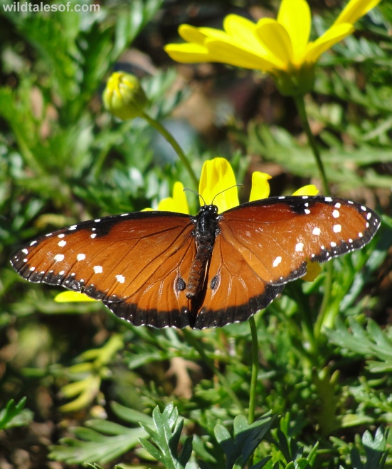 Butterflies: Desert Botanical Garden--www.wildtalesof.com