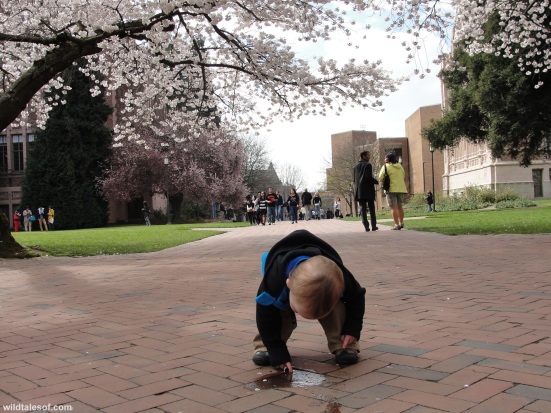 Puddle University of Washington Cherry Blossoms