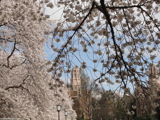 University of Washington Cherry Blossoms
