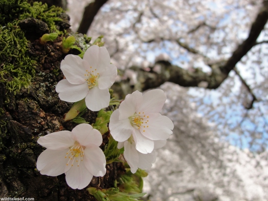 Close University of Washington Cherry Blossoms