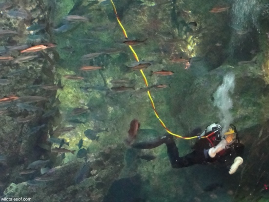 Scuba Diver Seattle Aquarium