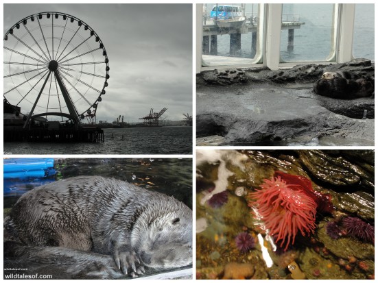 Seattle Aquarium: Sea Otter, Touch Tank, Big Wheel