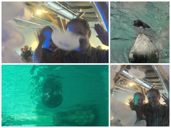 Seattle Aquarium Sea Otters + Jellyfish