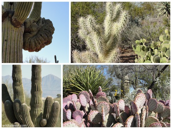 Cactus of the Desert Botanical Garden: WildTalesof.com