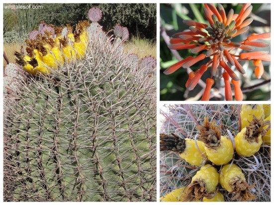 Blooms of the Desert Botanical Garden: WildTalesof.com