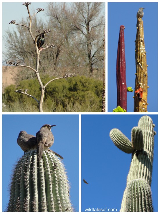 Birds: Desert Botanical Garden--www.wildtalesof.com