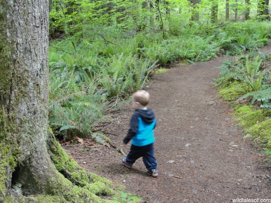 Toddler on the Trail: Twin Falls, Olallie State Park | WildTalesof.com