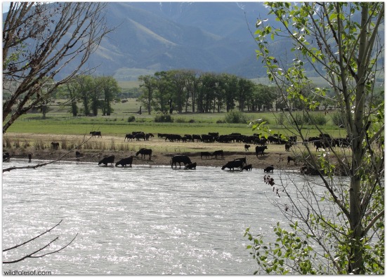 Cows on the Yellowstone River | WildTalesof.com
