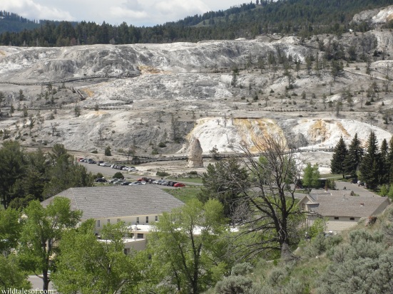 Mammoth Hot Springs Area: Yellowstone National Park