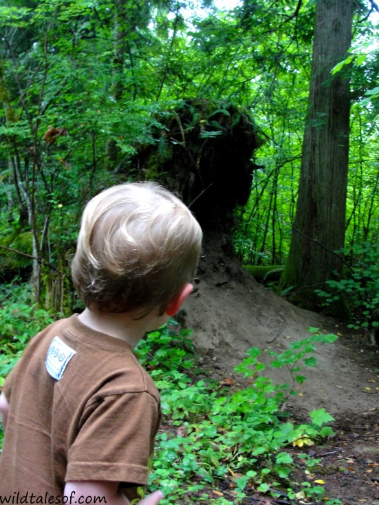 Hiking with a Toddler: Issaquah, WA's Swamp Monster Trail | WildTalesof.com
