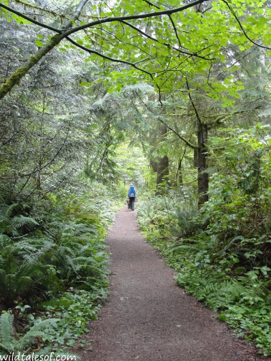 Hiking with a Toddler: Issaquah, WA's Swamp Monster Trail | WildTalesof.com