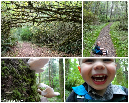 Hiking with a Toddler: Bellevue, WA's Anti-Aircraft Peak | WildTalesof.com