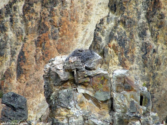 Lower Falls: Yellowstone National Park | WildTalesof.com