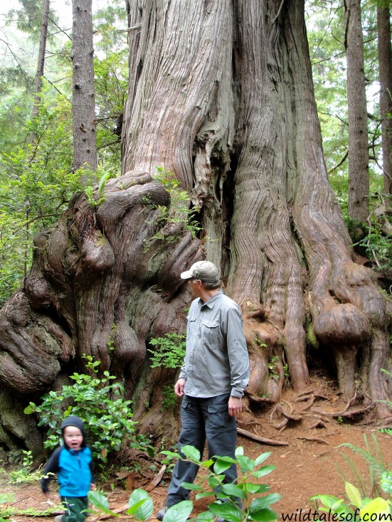 Olympic National Park's Big Cedar: Whoops No Photo. | WildTalesof.com