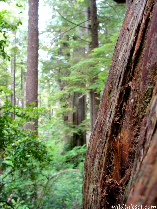 Olympic National Park's Big Cedar: Whoops No Photo. | WildTalesof.com