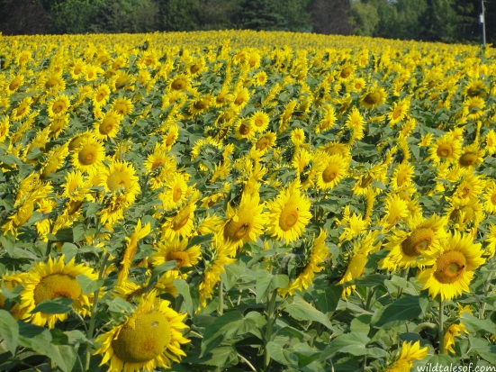 Sunflower field near Algoma, Wisconsin | WildTalesof.com