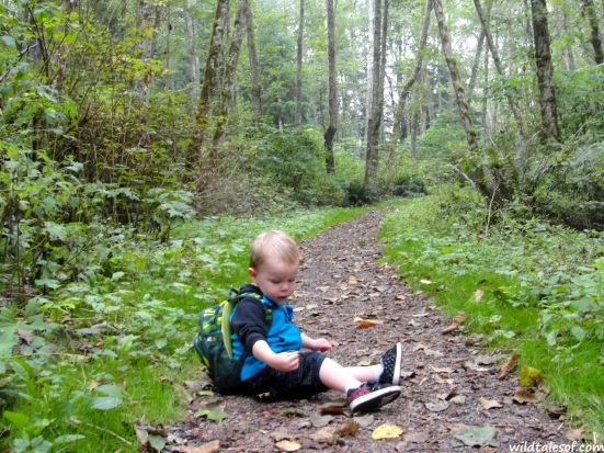 Hiking with a Toddler: Bellevue, WA's Anti-Aircraft Peak | WildTalesof.com