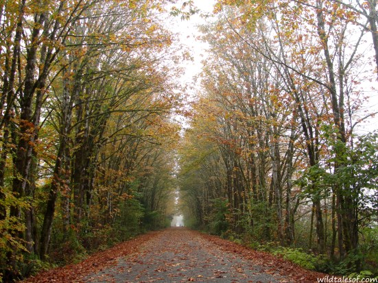 Experiencing Fall on the Snoqualmie Valley Trail in Carnation, WA | WildTalesof.com