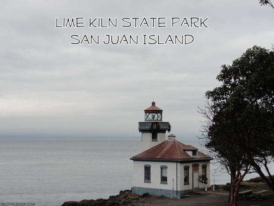 Lime Kiln State Park: San Juan Island, WA | WildTalesof.com