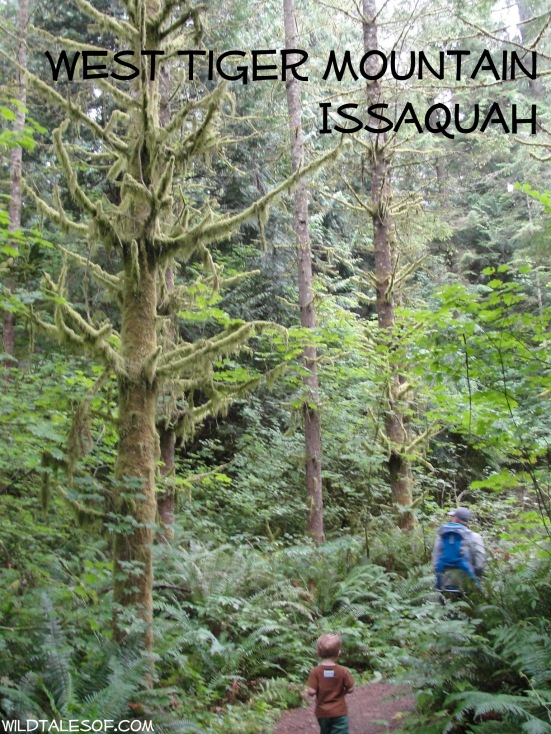 West Tiger Mountain (Swamp Monster Trail): Issaquah, WA | WildTalesof.com