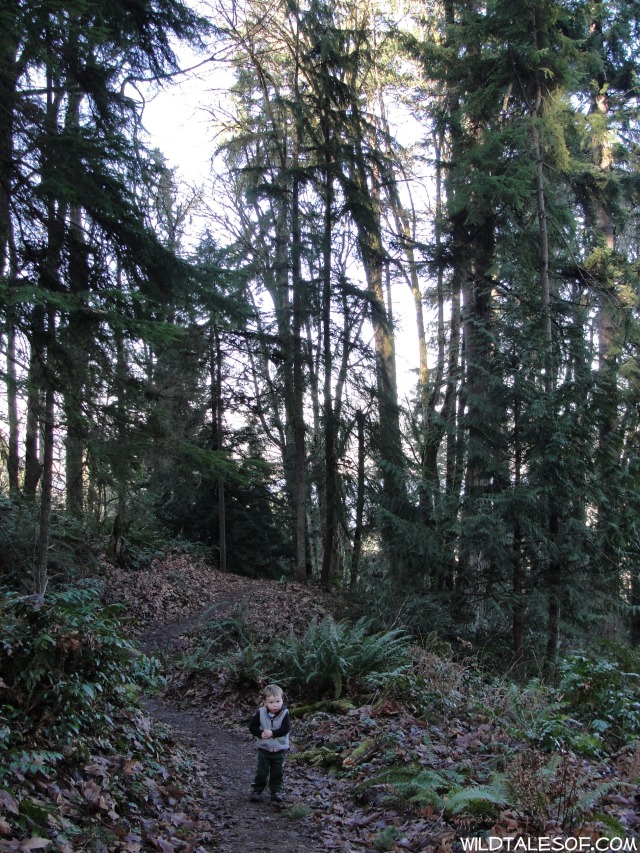 Built-in Adventures: Cougar Mountain's Big Tree Ridge Trail