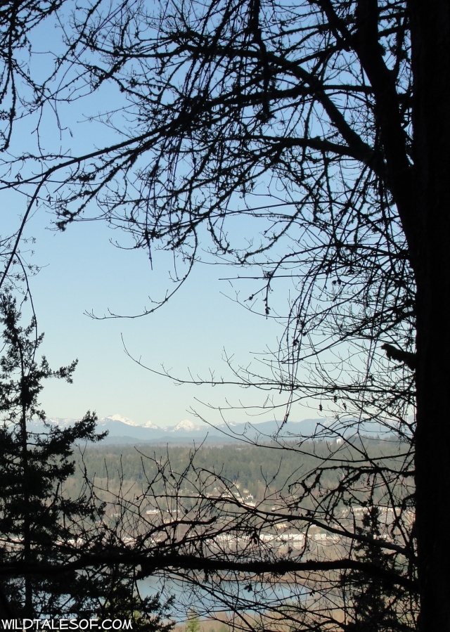 Built-in Adventures: Cougar Mountain's Big Tree Ridge Trail | WildTalesof.com