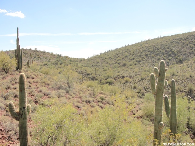 Hiking Lake Pleasant Regional Park: Typical Arizona with a Few Surprises