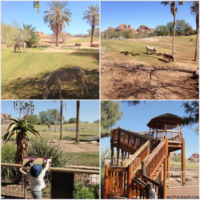 Wild Fun at the Phoenix Zoo: 5 Highlights for Families | WildTalesof.com