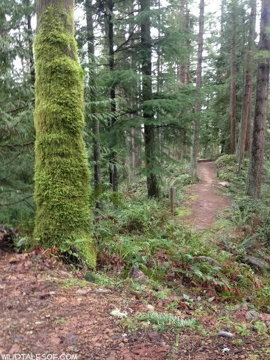 Moving Past Trail Running Excuses | WildTalesof.com