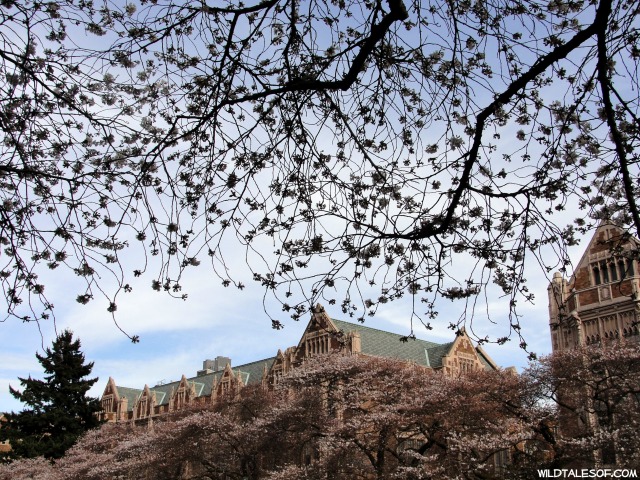 University of Washington Cherry Blossoms | WildTalesof.com