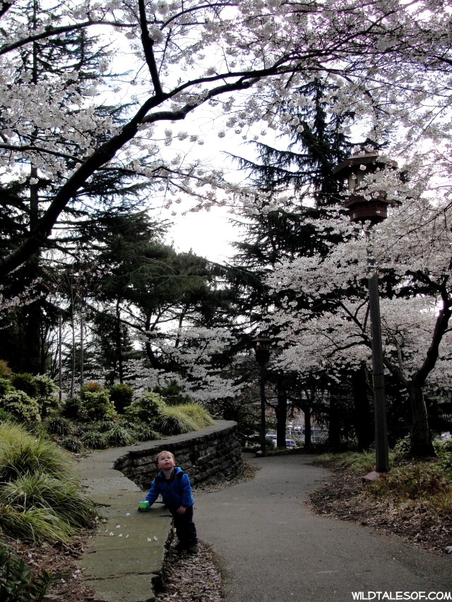 Kobe Terrace Park-Seattle Cherry Blossoms | WildTalesof.com