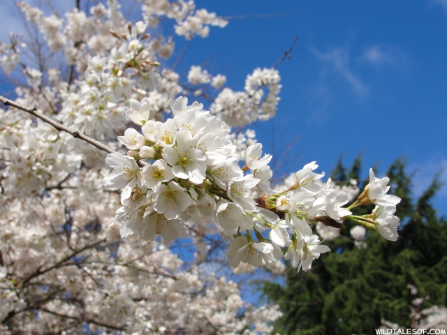 Kobe Terrace Park-Seattle Cherry Blossoms | WildTalesof.com
