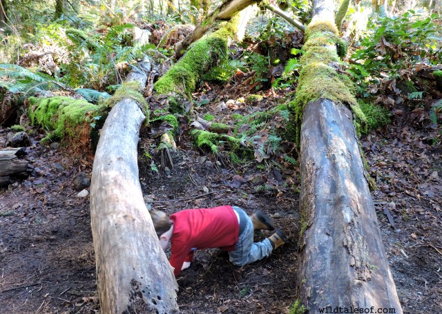 Preschool Hikes: Learning and Exploring at Squak Mountain State Park  | WildTalesof.com