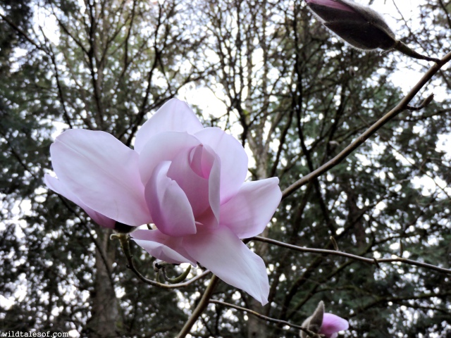 Treasure Walks and Early Spring in Seattle's Washington Park Arboretum | WildTalesof.com