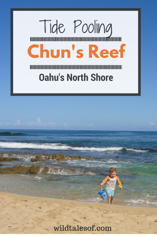 Chun's Reef: Tidepooling Fun on Oahu's North Shore | WildTalesof.com